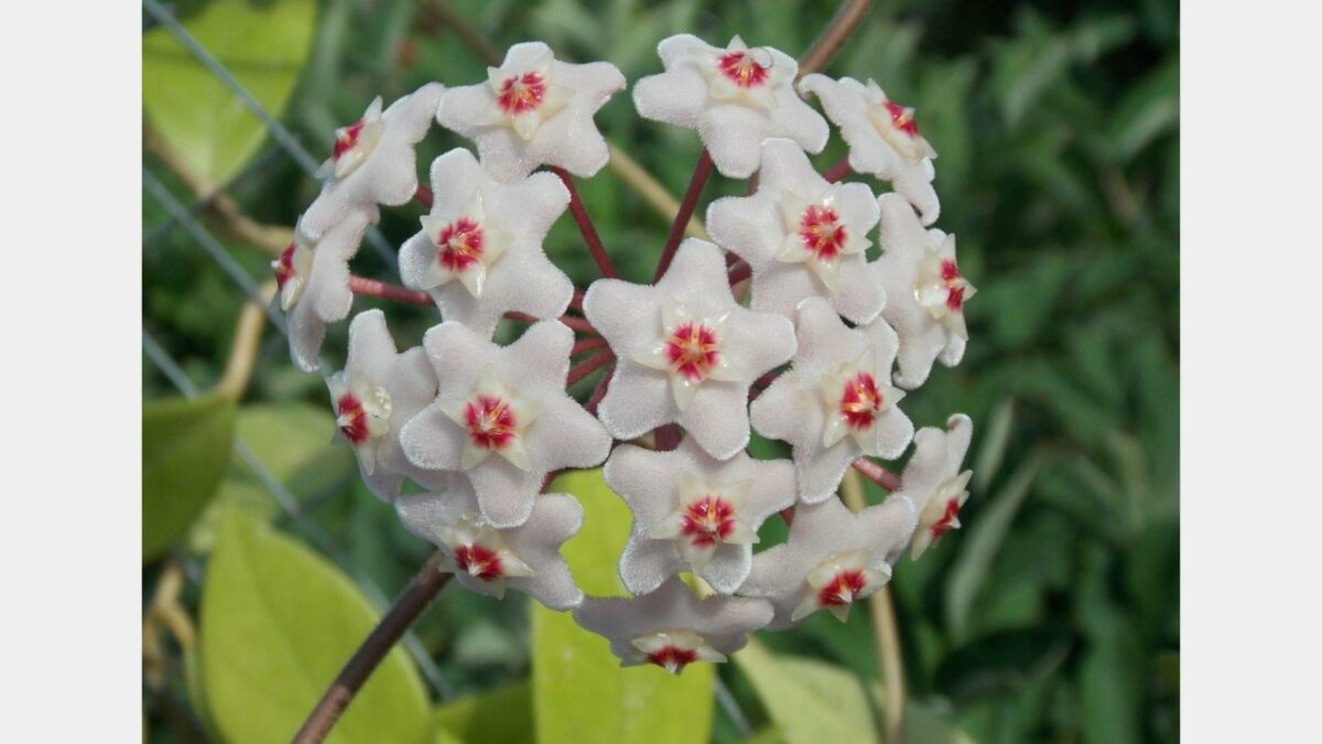 Porcelain flower (hoya carnosa)