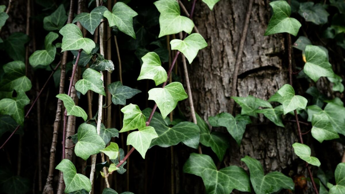 Devils ivy (pothos) plant