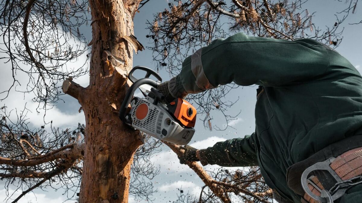 Arborist cuts down branches