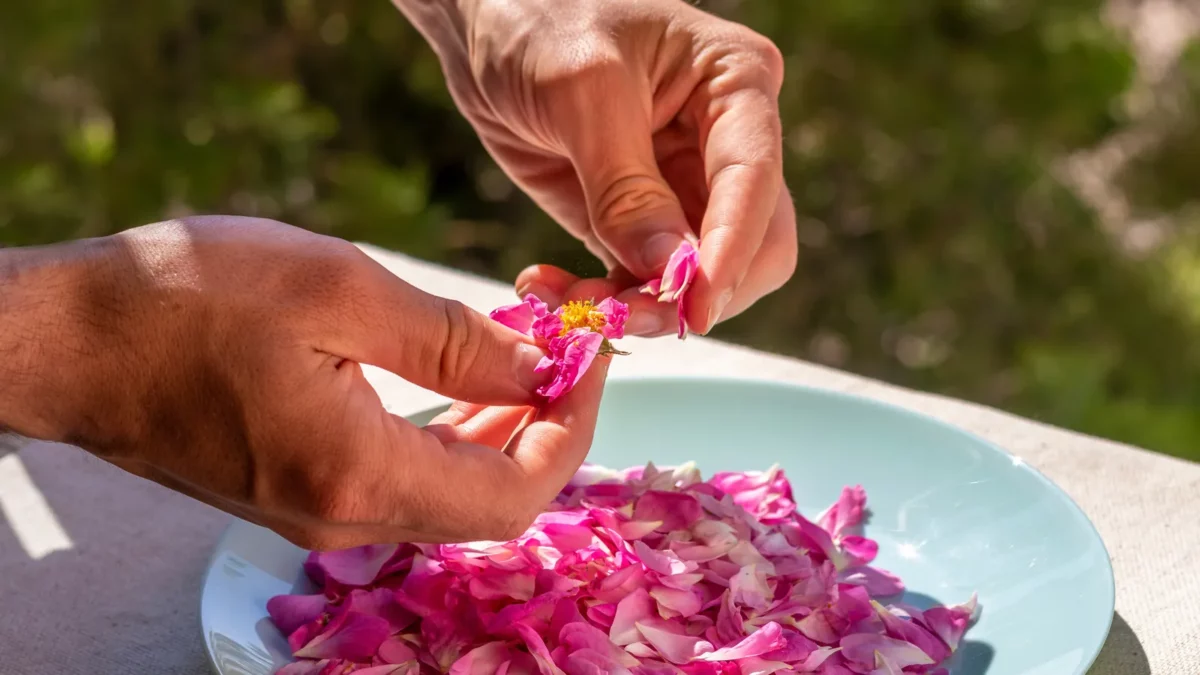 Preparation of home made rosewater